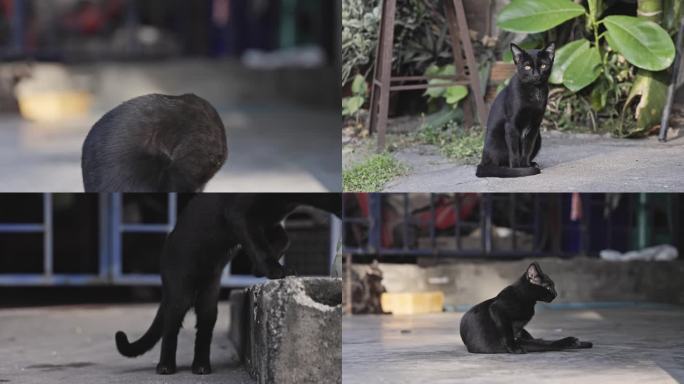 路边的流浪猫黑猫
