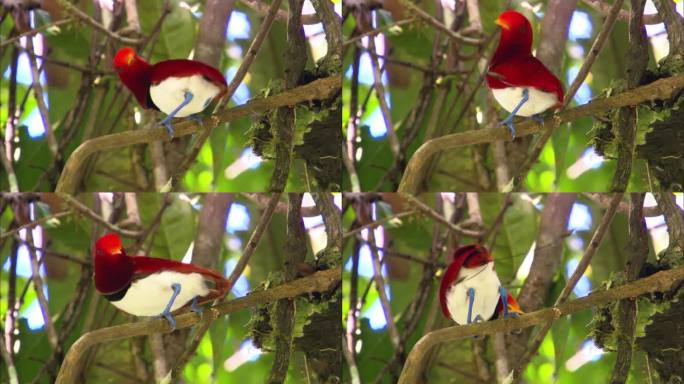 巴布亚新几内亚的极乐鸟