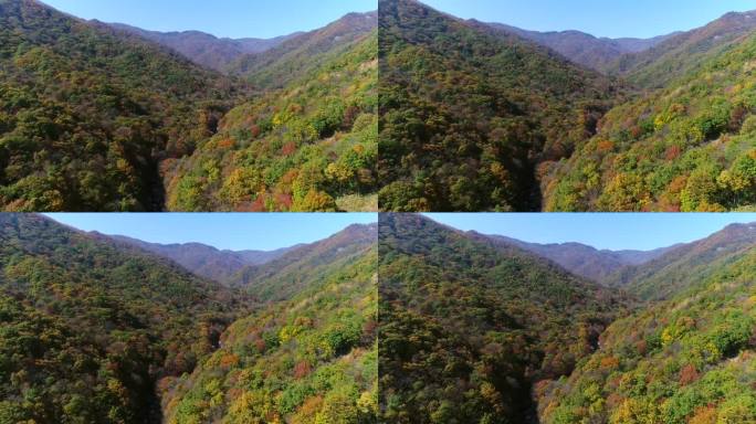 日三山(国家公园)的野果丹峰、万寿台峰与枫树的秋景