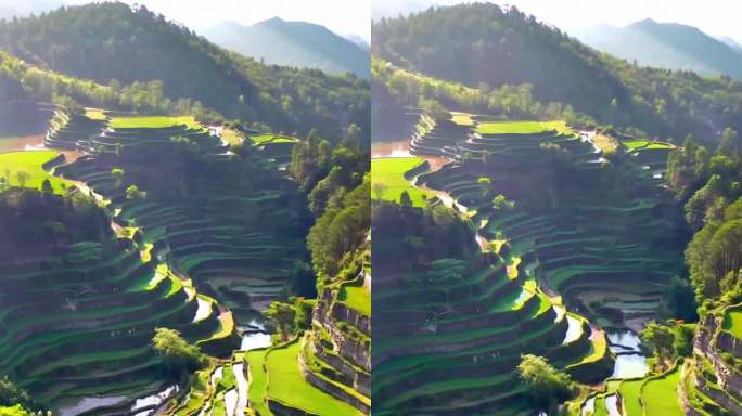 夏季阳光下桂林龙胜潘内梯田风光