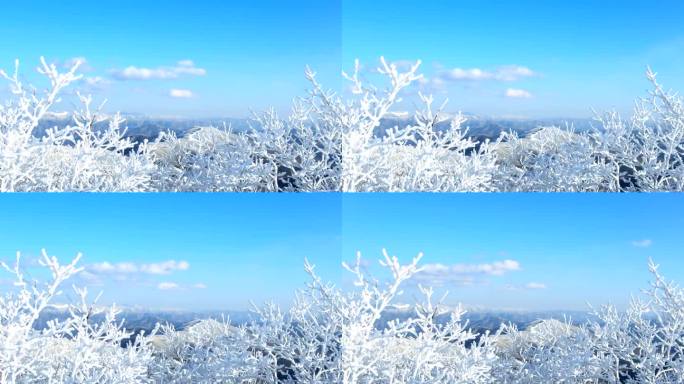 韩国江原道洪城郡，树枝上的雪