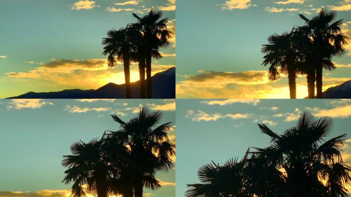 棕榈树和日落山