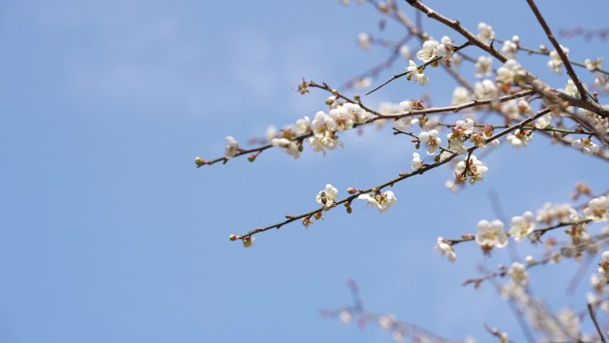 【4K】实拍冬日梅花赏花