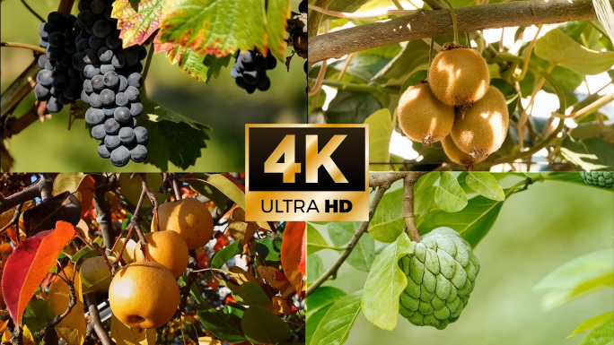 4k-阳光下的各种水果特写合集