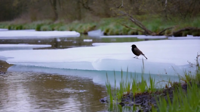 融化冰雪，初春，春天解冻