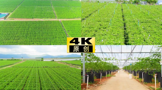 百香果地百香果果园现代农业科技农业南繁