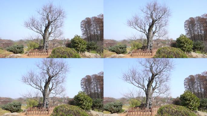 武汉东湖梅园梅花 灯笼