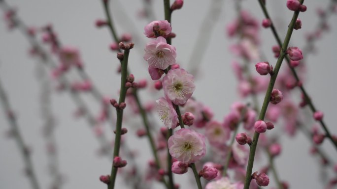 武汉东湖梅园梅花 灯笼