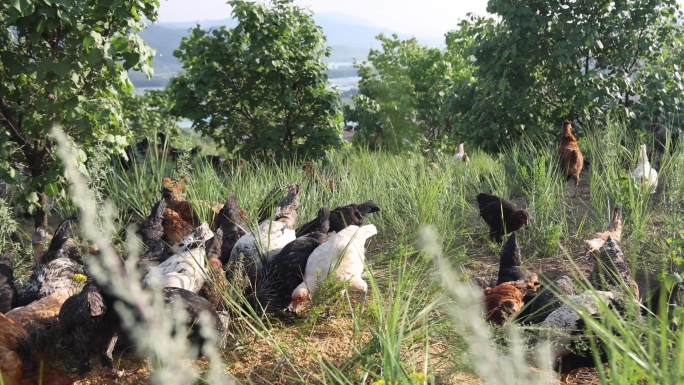 林下养殖 散养鸡 珍珠鸡 土鸡
