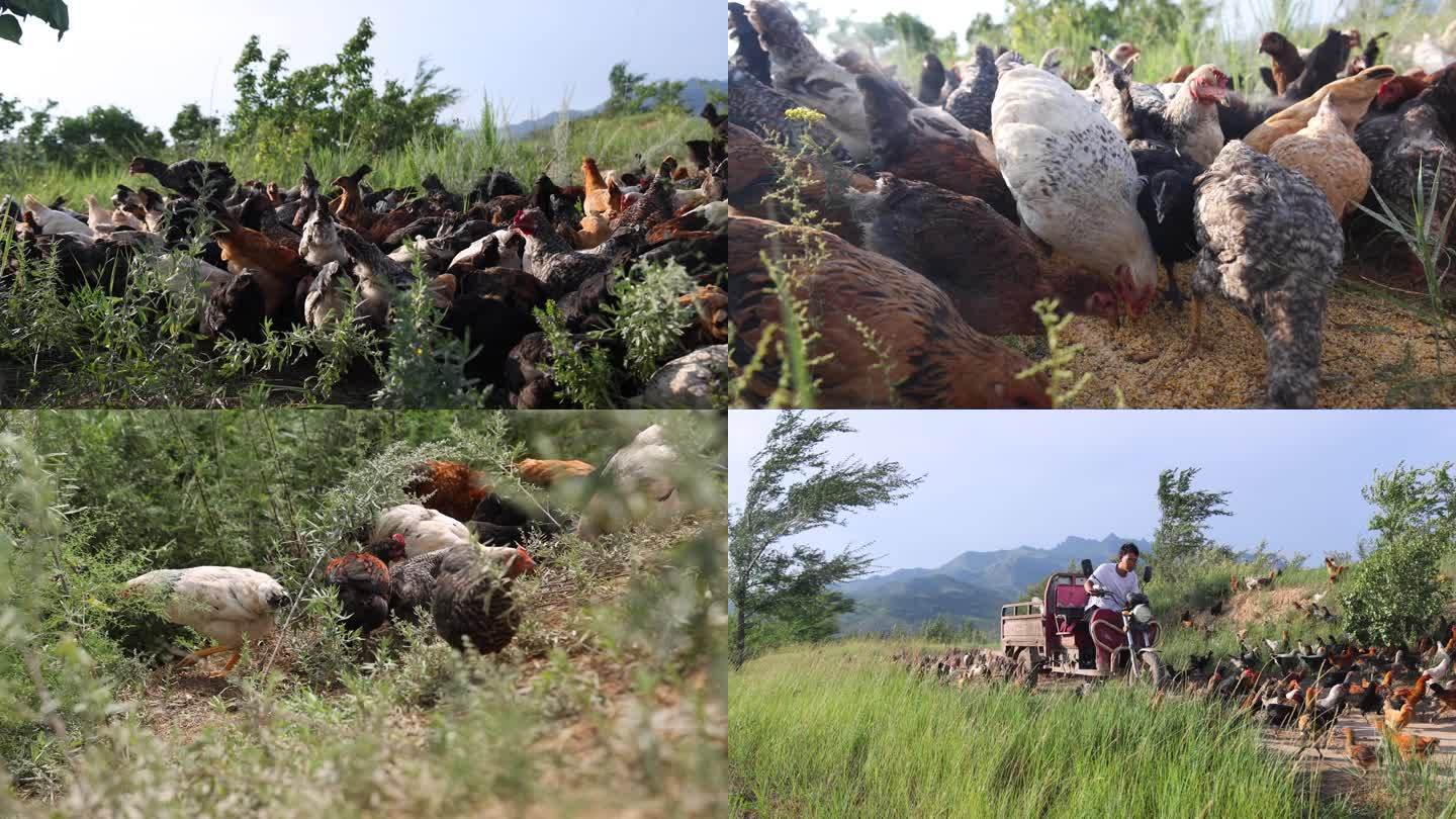 林下养殖 散养鸡 珍珠鸡 土鸡
