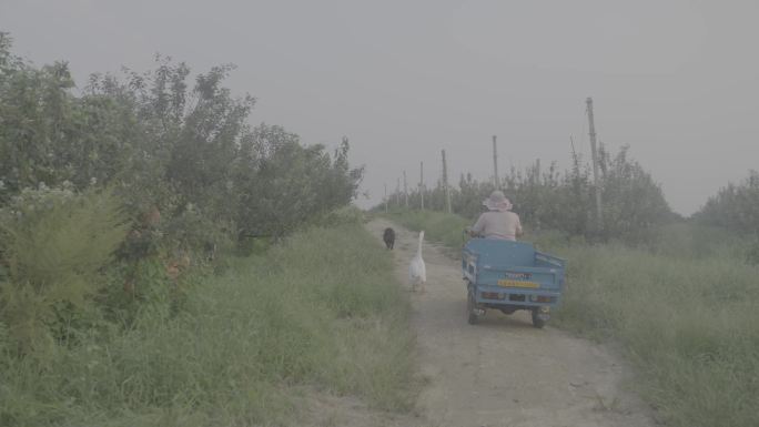 栖霞苹果果农丰收 骑三轮车 田间地头