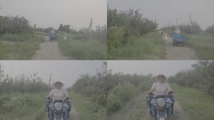 栖霞苹果果农丰收 骑三轮车 田间地头