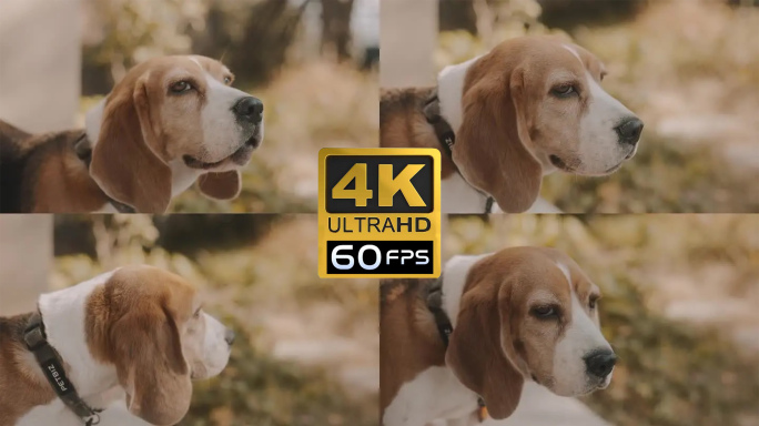 比格犬头部特写