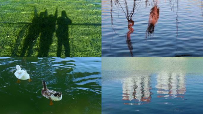 公园景观湖漂亮的绿色水草