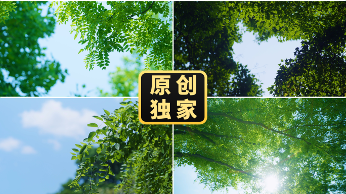 晴天树叶立夏蓝天阳光晴朗夏天校园青春美好