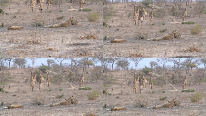 在南非克鲁格国家公园，一群长颈鹿正在接近一群狮子