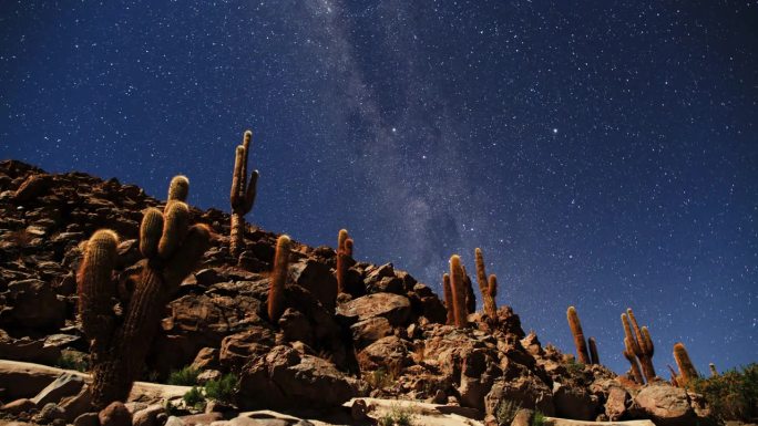 沙漠夜空和仙人掌森林