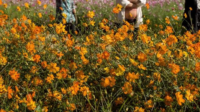 在Bucheon垃圾填埋场，人们走在黄色宇宙花后面