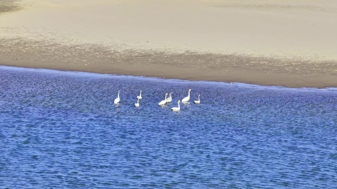 鄱阳湖候鸟群