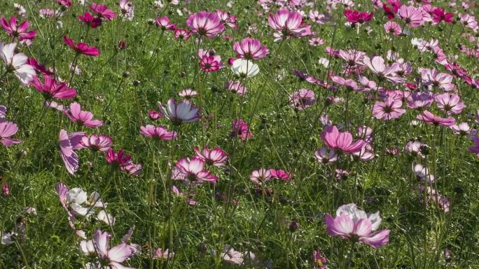 在Bucheon垃圾填埋场拍摄的Cosmos Flowers