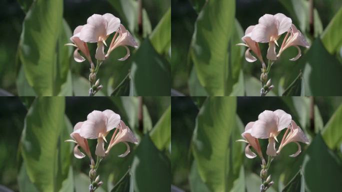 Pink Flowers in a garden /泰国曼谷