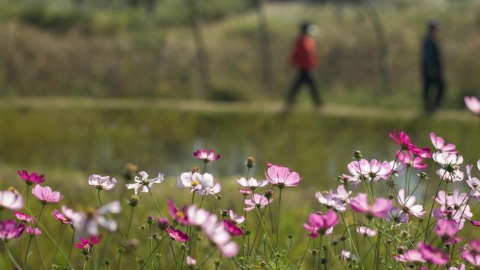 在Bucheon垃圾填埋场，人们走在Cosmos Flowers后面