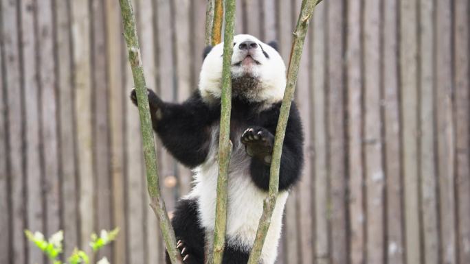 可爱的大熊猫幼崽慢悠悠的从树上爬下来