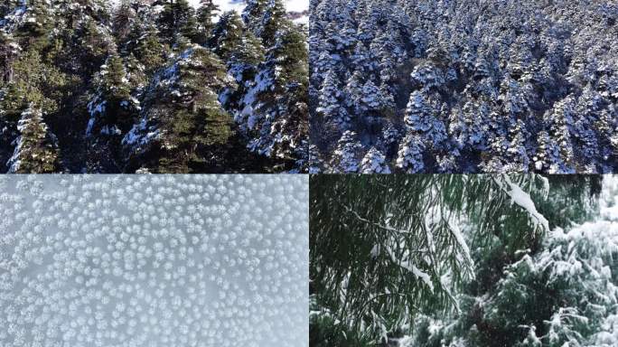 冬天冬季冬景森林雪景雪景森林下雪树林下雪