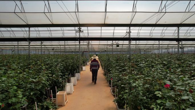 4K花农鲜花采摘素材