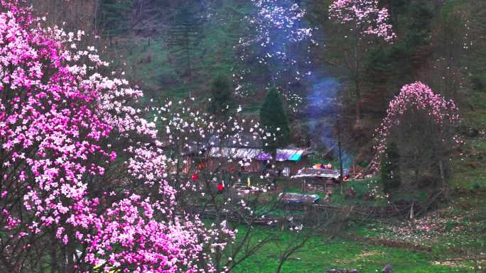 炊烟、老屋炊烟、乡味 辛夷花大屋基