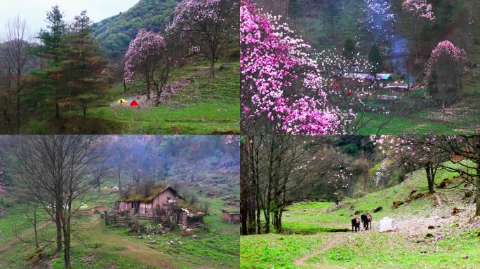 炊烟、老屋炊烟、乡味 辛夷花大屋基