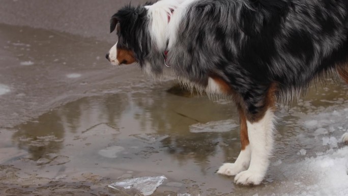 梅尔涂层犬在雪地环境中检查冰块。