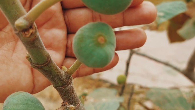 新鲜绿色无花果果实与小无花果植物的特写视频