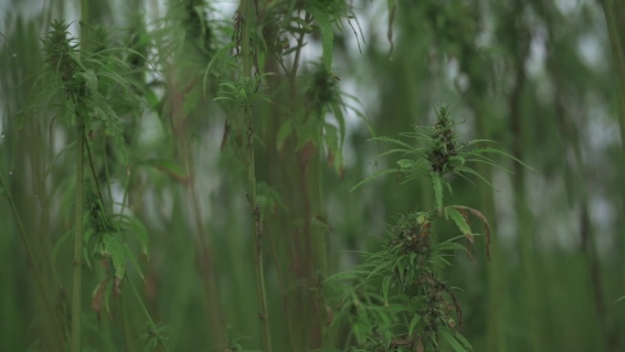 特写镜头展示了密集田野中开花的麻植物，代表了CBD健康产品（如油和膏）的天然来源。麻植物与开花的CB