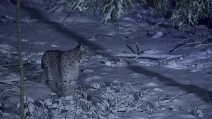 一只猞猁在冬夜的黑暗森林中艰难地穿行于雪中。夜间的大型动物。