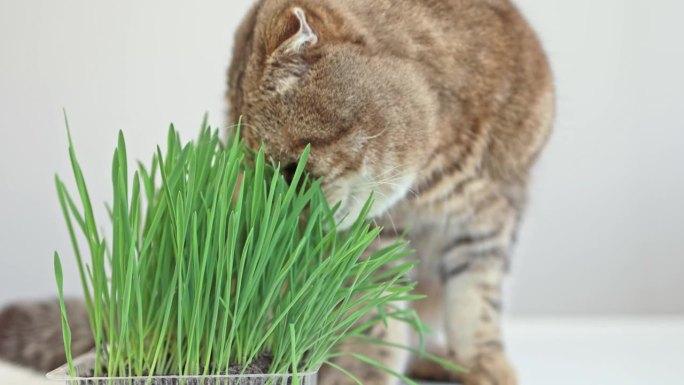 一只虎斑猫在吃发芽的燕麦草。