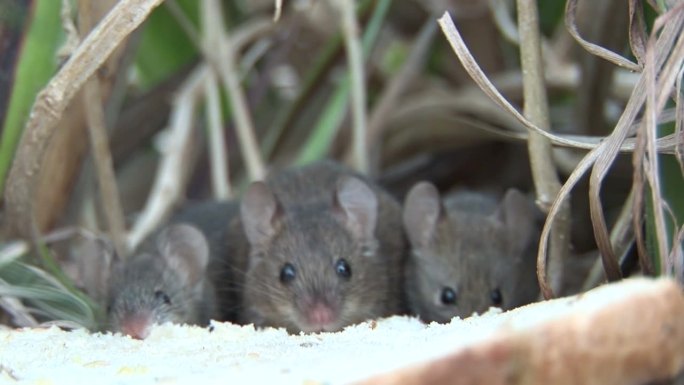 普通的老鼠(Mus musculus)会啃三明治。外来物种。澳大利亚