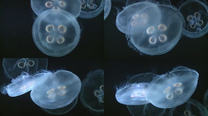 CU，水族馆里的水母，加拿大多伦多