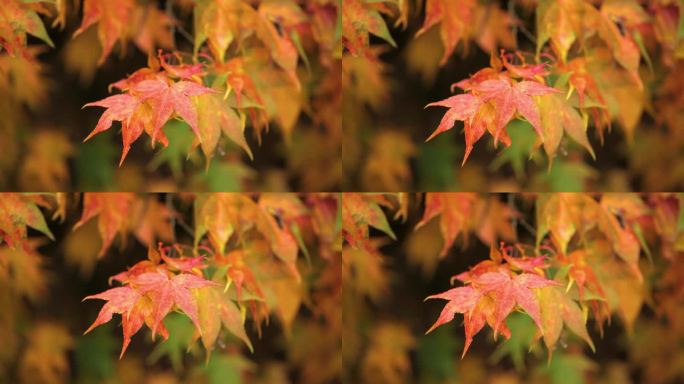 红色的日本绒毛枫（Acer japonicum）叶子在秋天的微风中摇曳，背景模糊的秋季景色为自然或秋