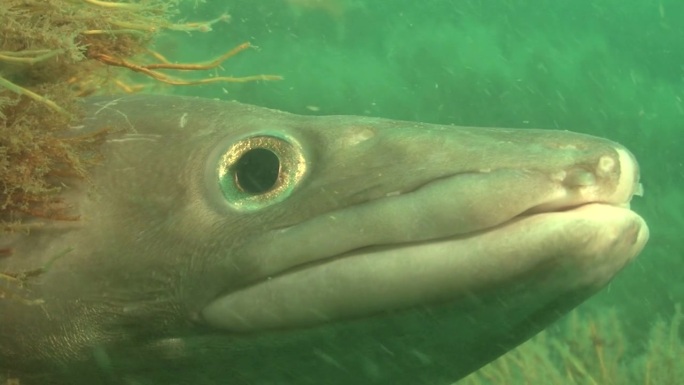 conger (conger conger looking out of hole，英语频道。英国