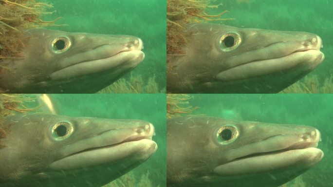 conger (conger conger looking out of hole，英语频道。英国