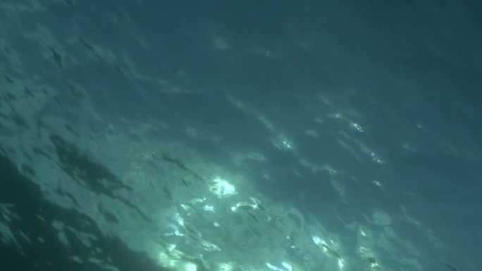 仰望水面。马尔代夫,印度洋