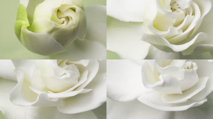 实拍延时栀子花开4K特写镜头