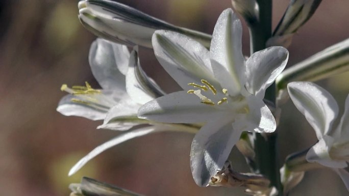 沙漠百合，波状花，约书亚树国家公园