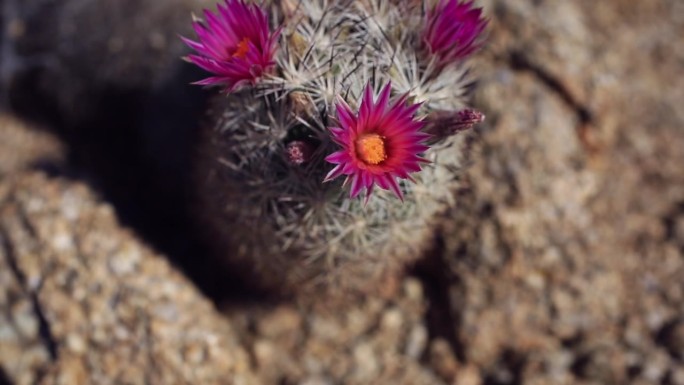 仙人掌的花