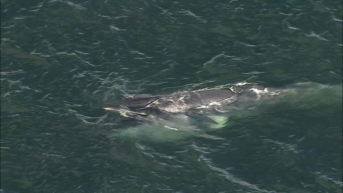 在南非西开普省好望角，空中的布莱德鲸在海洋中游泳