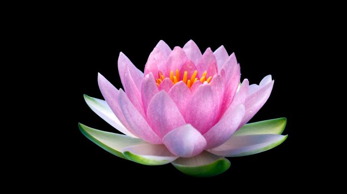 【4K】莲花 延时 盛开 带通道