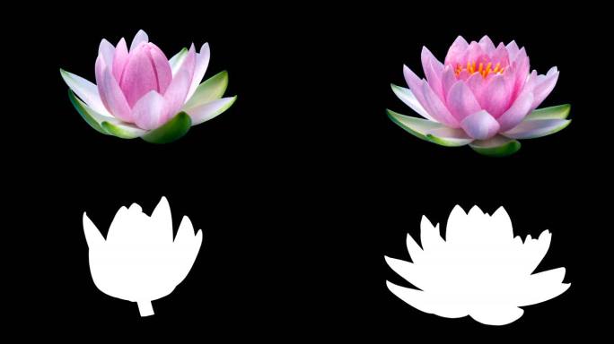 【4K】莲花 延时 盛开 带通道