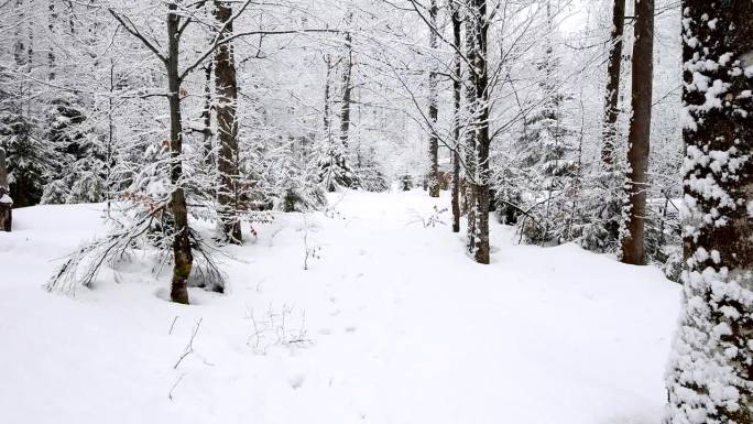 冬季降雪的森林小路，德国巴伐利亚州的巴伐利亚森林