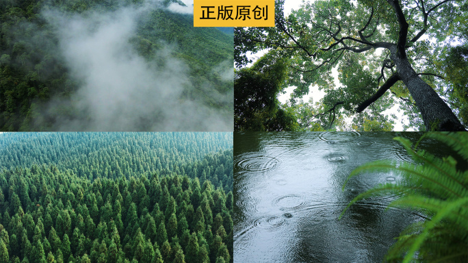 雨季森林云雾缭绕瀑布溪流雨林